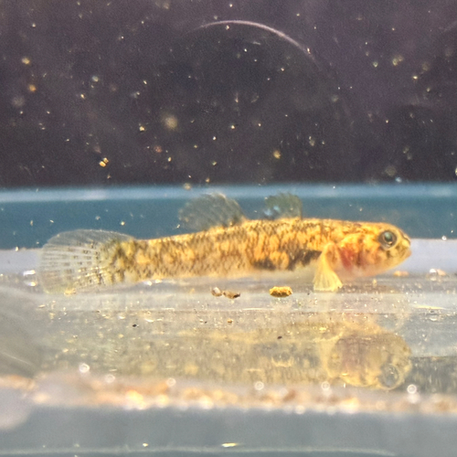 Tadpole goby (Chlamydogobius ranunculus) — Gobiidae