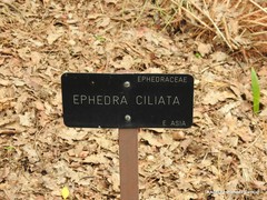 Ephedra foliata