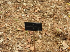 Microbiota decussata