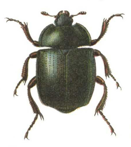 False Clown Beetles
