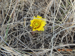 Adonis volgensis