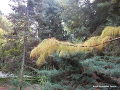 Cupressus pendula