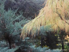 Cupressus pendula