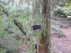 Cupressus pendula