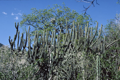 Cleistocactus laniceps
