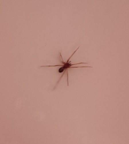 False Widow Spiders