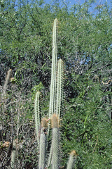 Cleistocactus laniceps