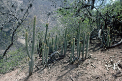 Cleistocactus laniceps