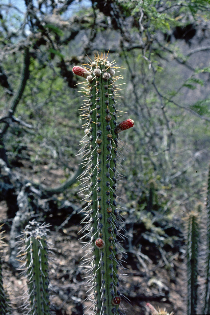 Cleistocactus laniceps