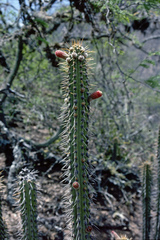 Cleistocactus laniceps