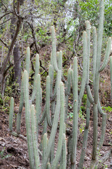 Cleistocactus laniceps