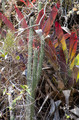 Cleistocactus laniceps