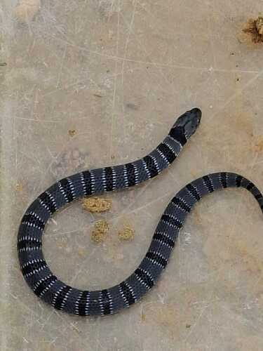 Angolan Garter Snake