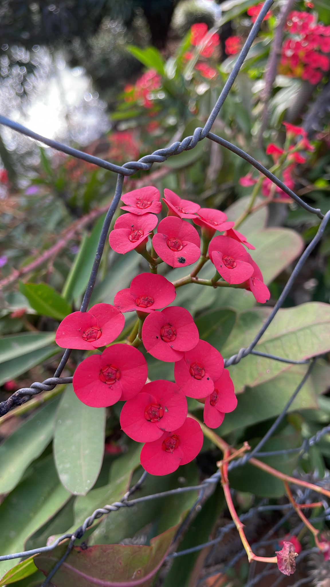 Euphorbia milii