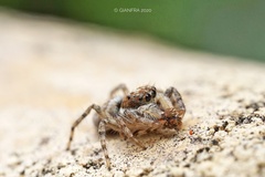 Menemerus semilimbatus