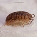 Arcangeli's Pill Woodlouse - Photo (c) Gianfrs, some rights reserved (CC BY-NC-ND), uploaded by Gianfrs