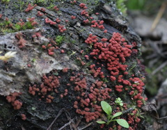 Arcyria stipata
