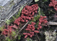 Arcyria stipata