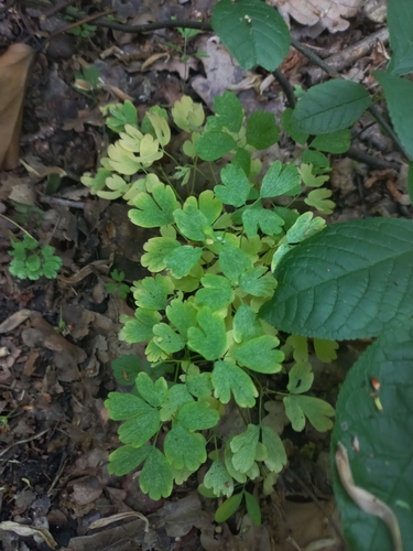 Isopyrum thalictroides, photograph 4