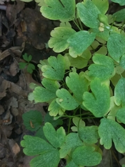 Isopyrum thalictroides, photograph (c) Przepiór, some rights reserved (CC BY)