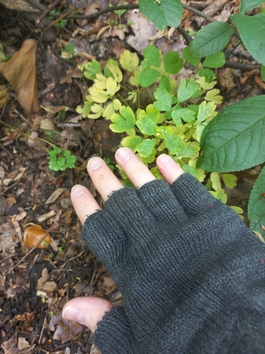 Isopyrum thalictroides, photograph 6
