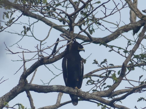 Long-crested Eagle