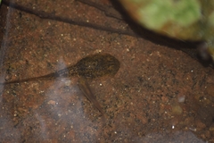 Purple Frog photo 5