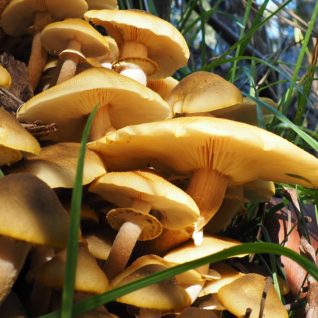 Armillaria luteobubalina · May 2026 · photo: © cowirrie (iNaturalist, cc0)