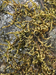 Homalothecium aureum