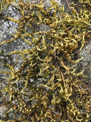 Homalothecium aureum