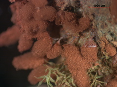 Arcyria stipata