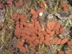 Arcyria stipata