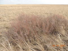 Spiraea hypericifolia