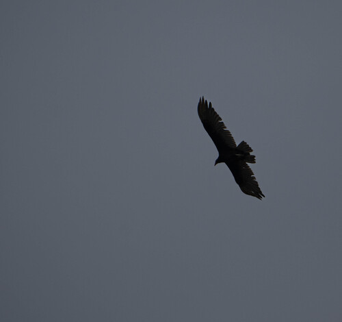 Turkey Vulture (Cathartes aura)
