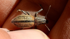 Naupactus verecundus