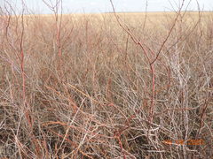 Spiraea hypericifolia