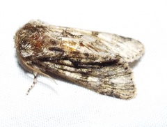 Psaphida thaxterianus