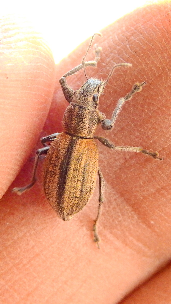 Naupactus verecundus