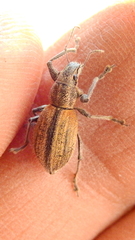 Naupactus verecundus