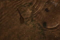 Purple Frog photo 4