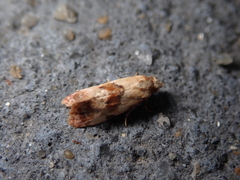 Neocochylis millierana