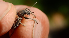 Naupactus verecundus