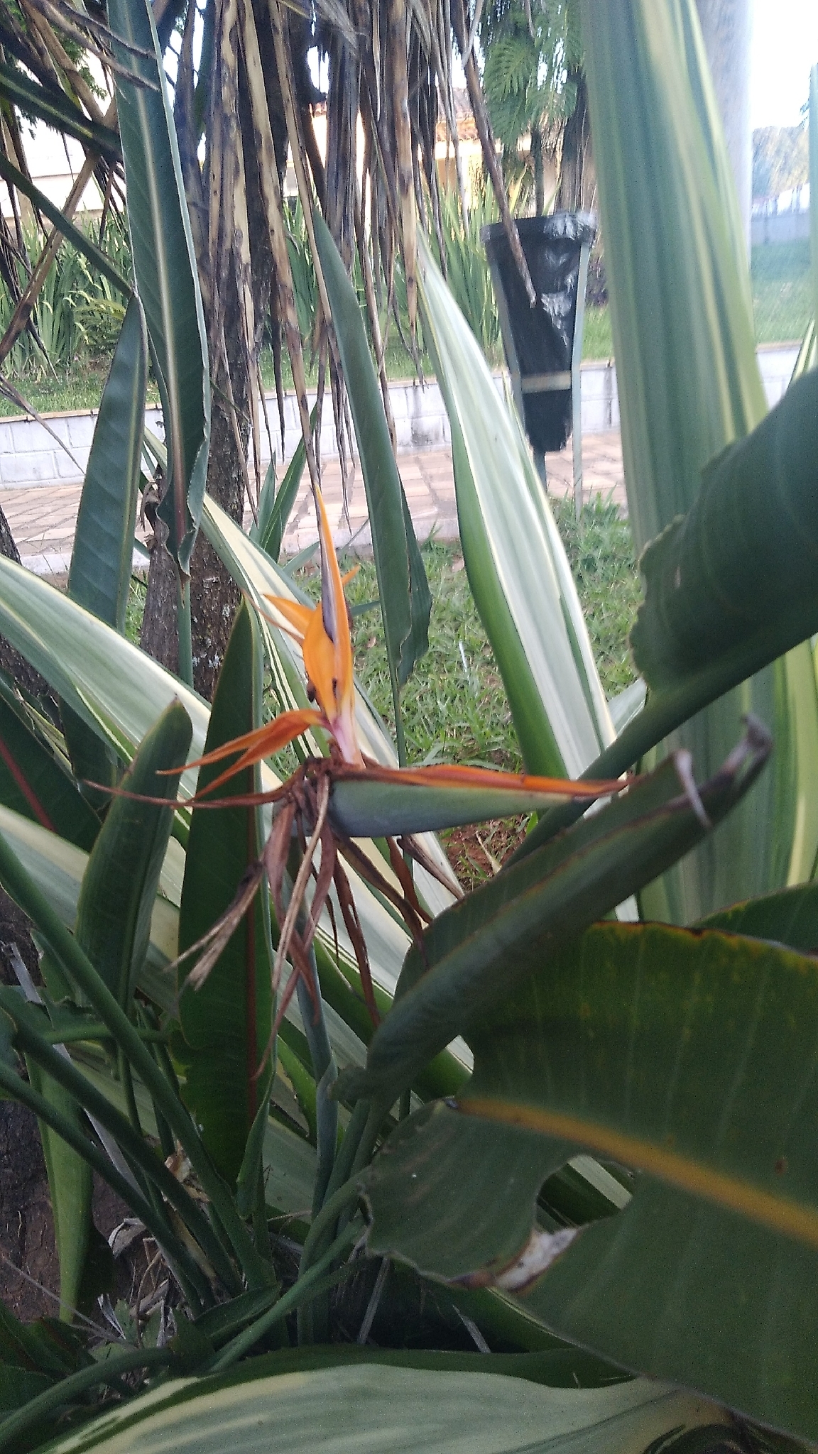 Strelitzia juncea
