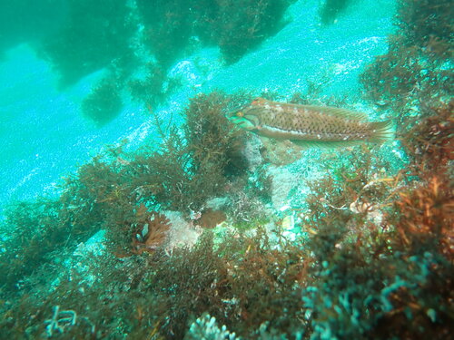 Novaculoides macrolepidotus observed 2026-05-13