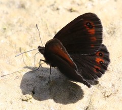 Erebia styx