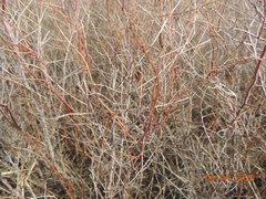 Spiraea hypericifolia