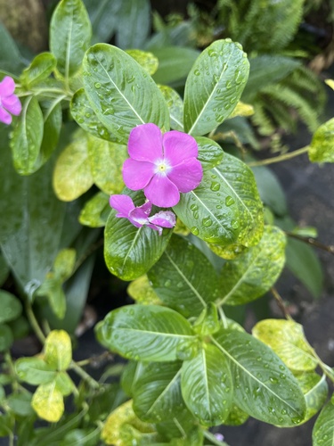 Madagascar Periwinkle