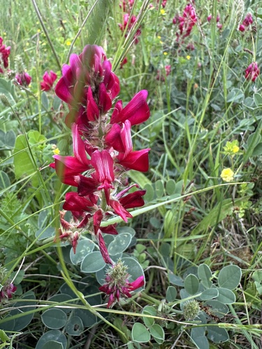French Honeysuckle