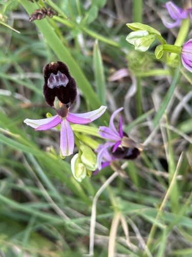 Bertoloni's Bee-orchid