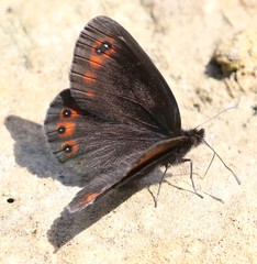 Erebia styx